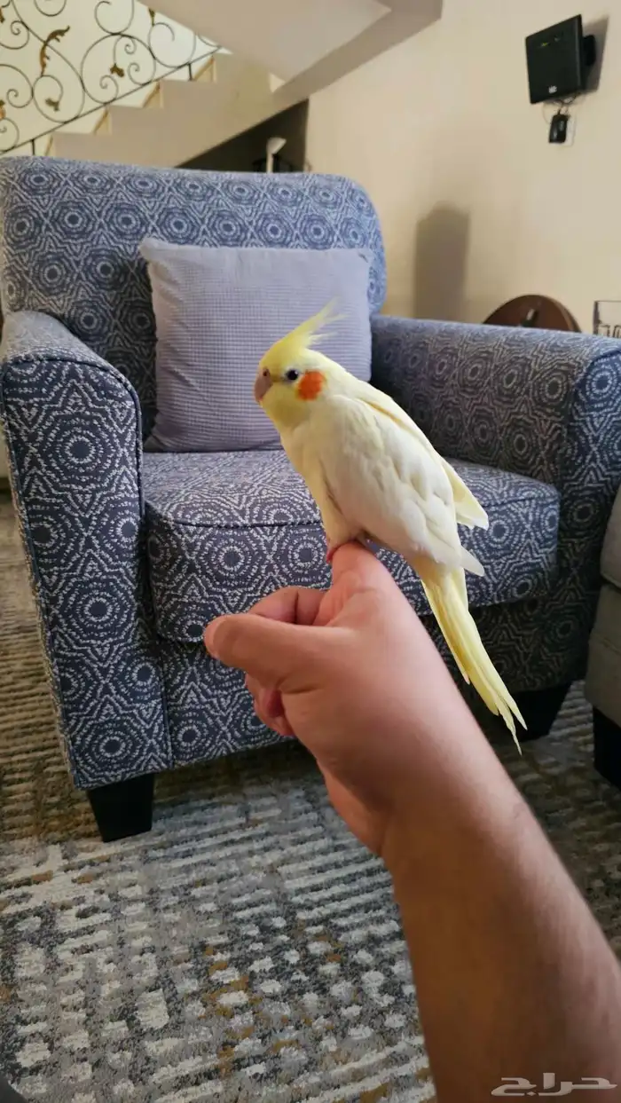 ( ضائع ) ببغاء كروان أبيض 0