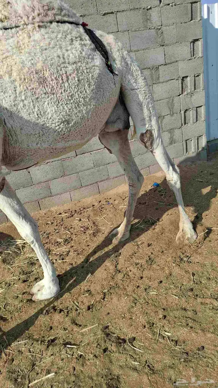 الخفوت الوضحا على جميع الشروط مبرك مقام ديوس عيون شرط 0