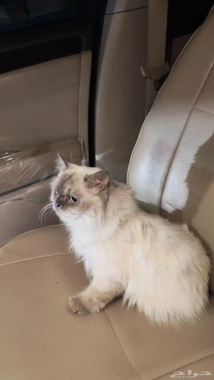 قطه تبني هملايا مجانا 0