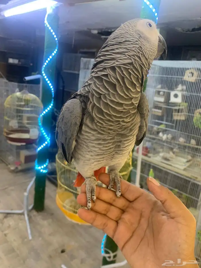 للبيع ببغاء كاسكو أليف متكلم 7