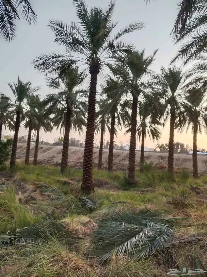 نخل نقايل من3 الي 7متر 0