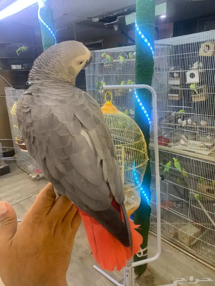 للبيع ببغاء كاسكو أليف متكلم 5