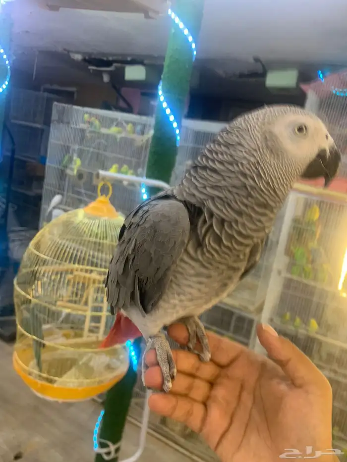 للبيع ببغاء كاسكو أليف متكلم 6