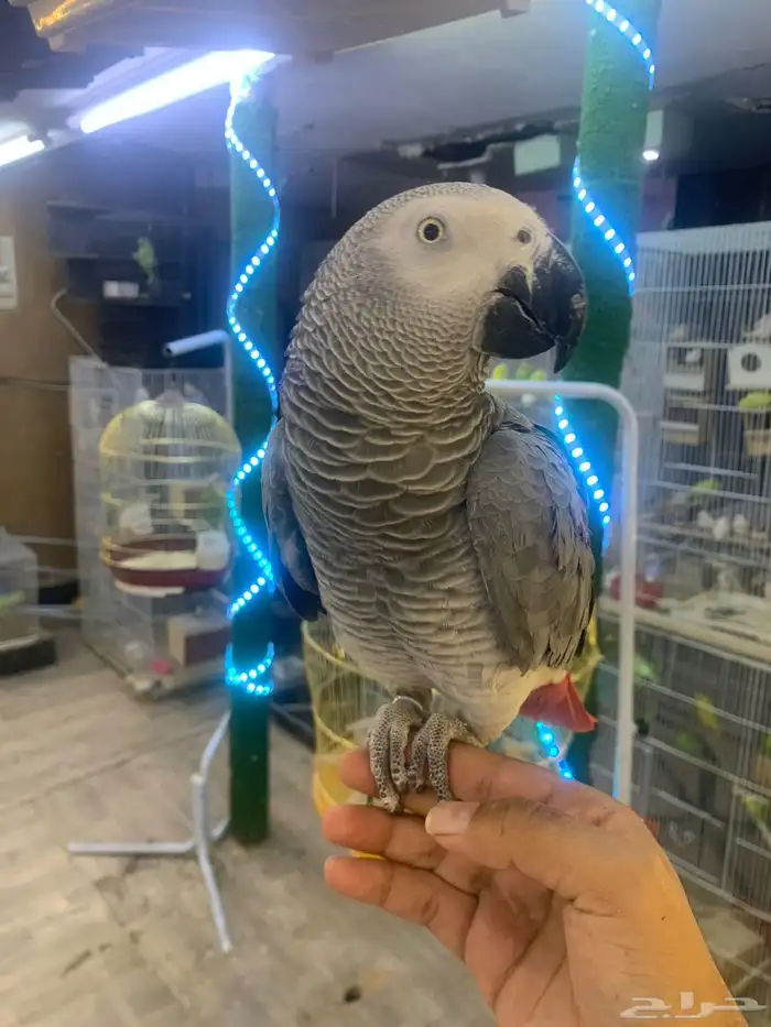 للبيع ببغاء كاسكو أليف متكلم 1