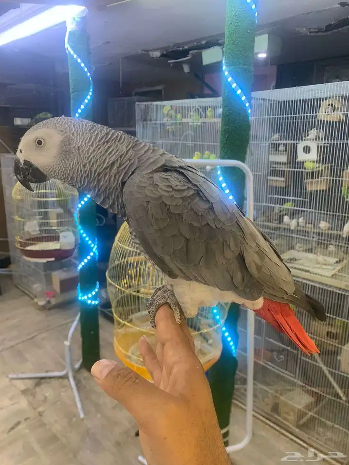 للبيع ببغاء كاسكو أليف متكلم 0