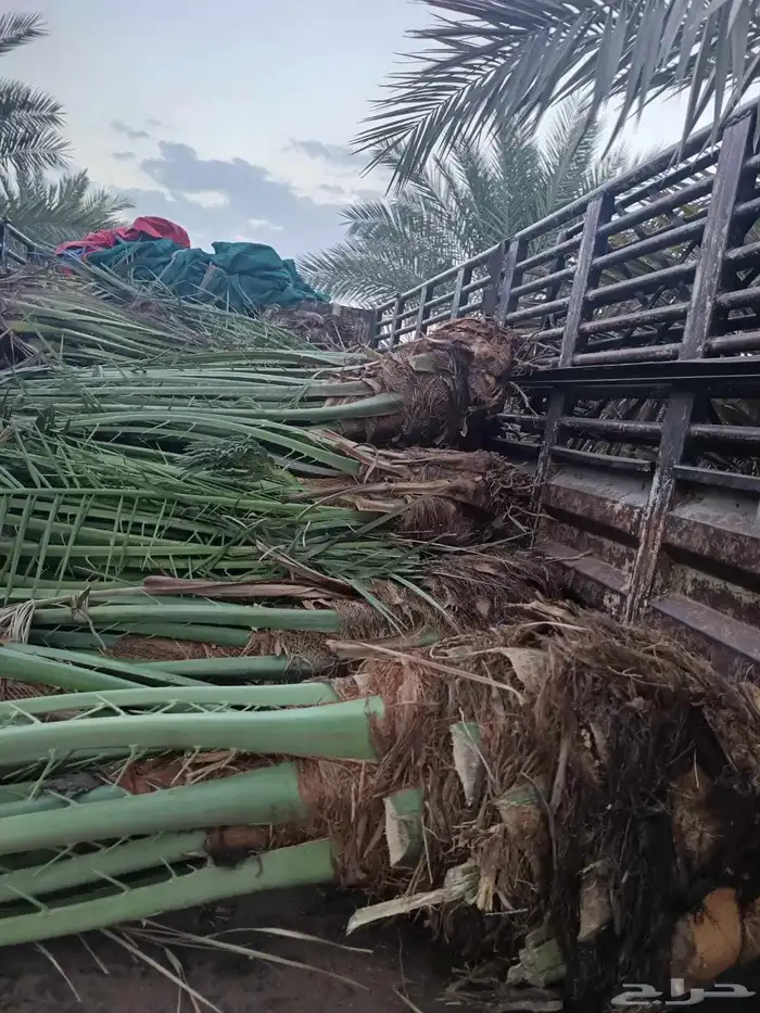 نخل للبيع مثمر خلاص برحي سكري نخيل للبيع 0