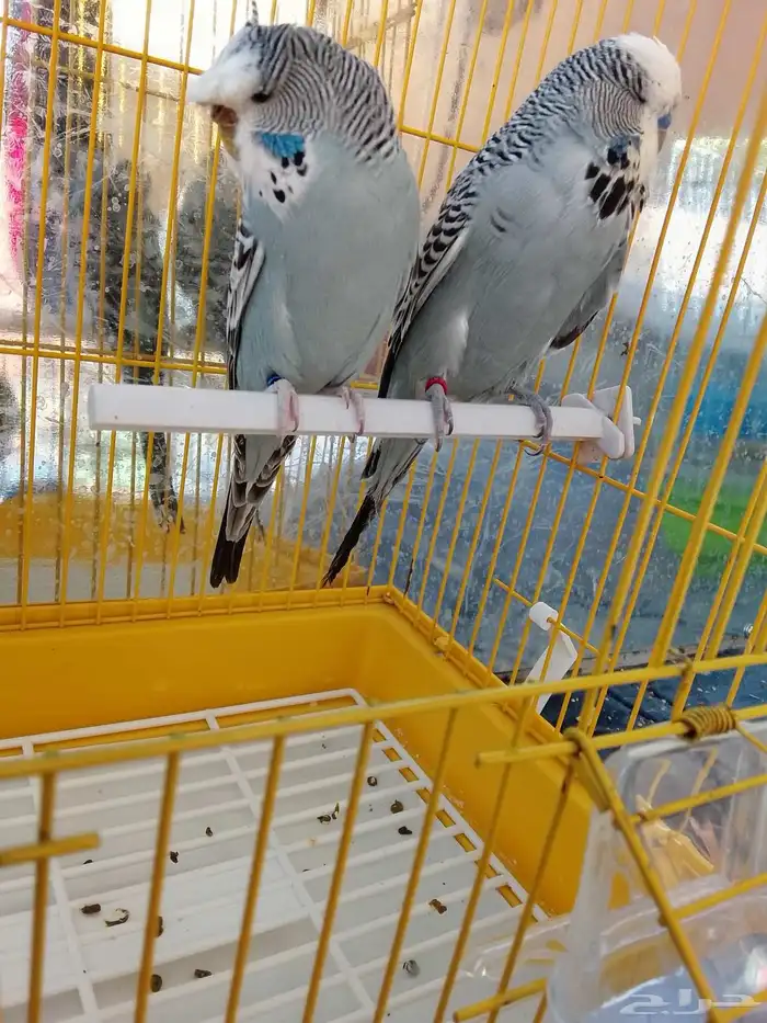 زوج بادجي النجليز 3