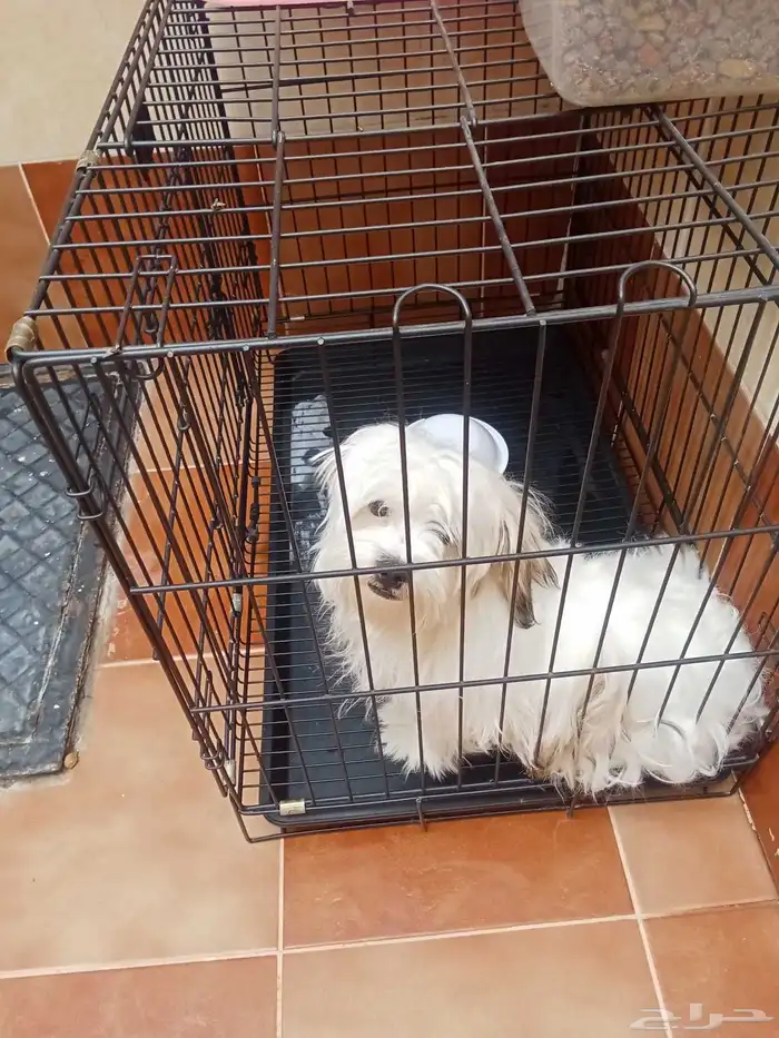 كلبه مالتيز العمر 5 اشهر اسمها لولو مطعمه ومع شهاده تطعيم من 3