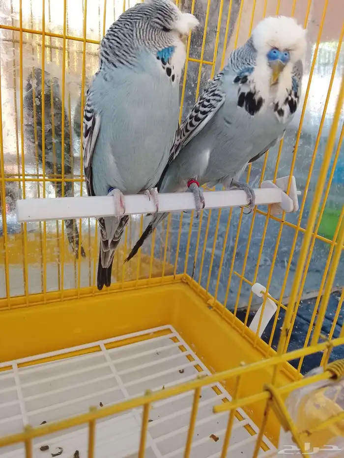 زوج بادجي النجليز 1