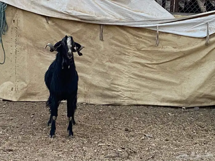 تيس فحل صنف الصنف السن ثني منتج 1