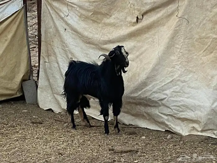 تيس فحل صنف الصنف السن ثني منتج 3