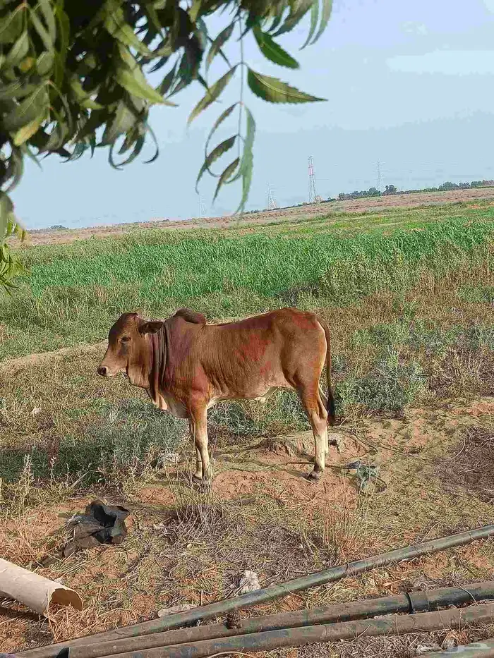 عجل حسيل بلدي لباني للبيع 7شهور 1