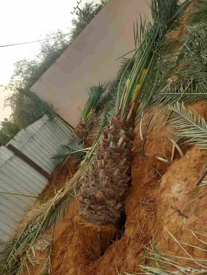 نخل مثمر نخل واشنطوني زينه خلاص هلالي سكري برحي صقعي شيشي 5