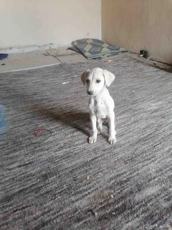 كلب سلوقي صقير الموقع بيشة مهر البيع 6