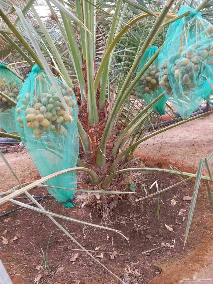 نخل مثمر نخل واشنطوني زينه خلاص هلالي سكري برحي صقعي شيشي 1