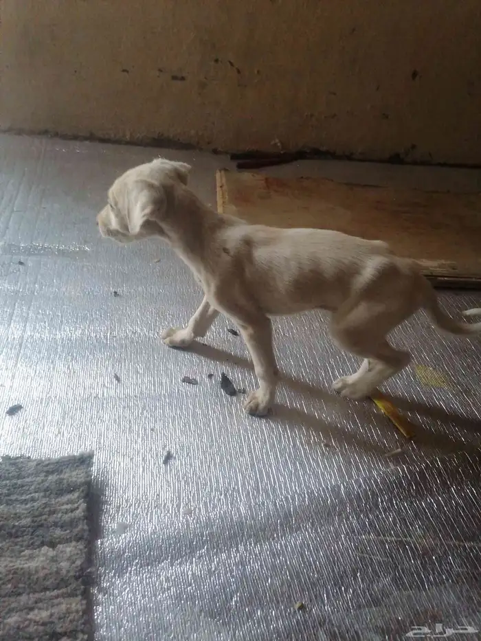 كلب سلوقي صقير الموقع بيشة مهر البيع 0