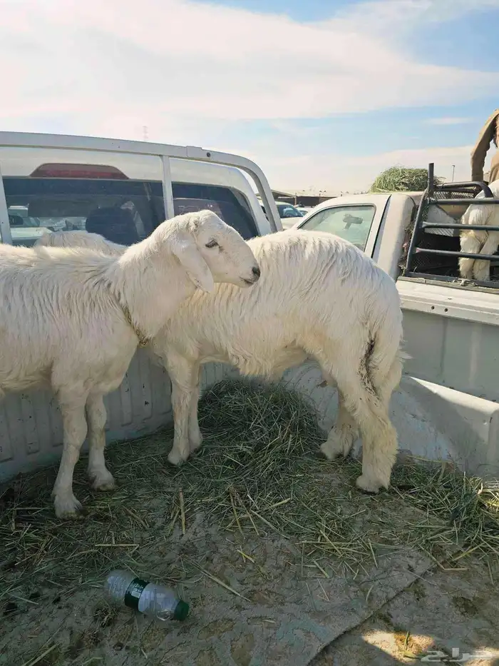 خرفان للبيع سوم 2550 ابها . الخميس 0