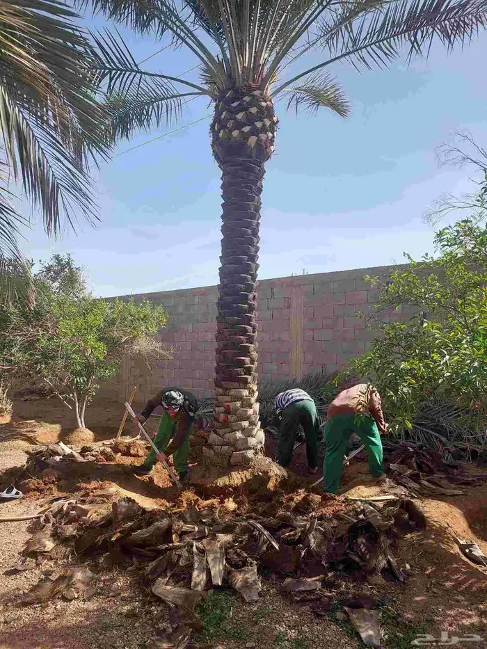 البيع نخل بلدي ونخل وشنطني شجار زيتون 3