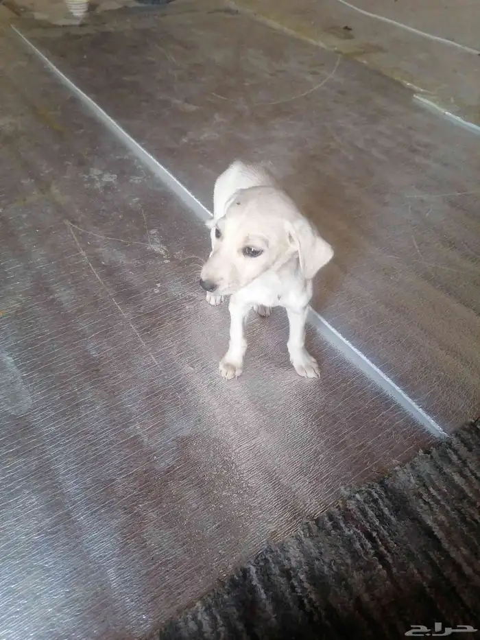 كلب سلوقي صقير الموقع بيشة مهر البيع 1