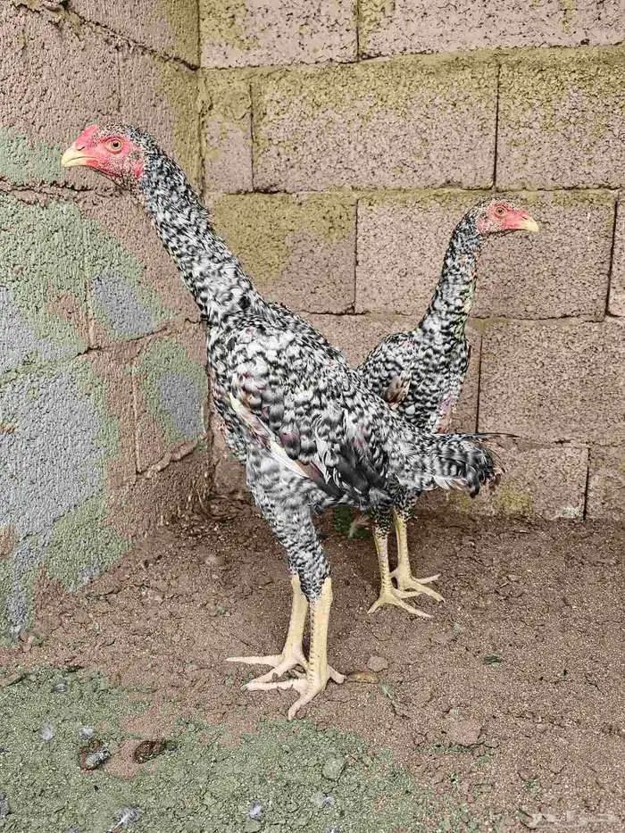 فروخ شامو ألماني 1