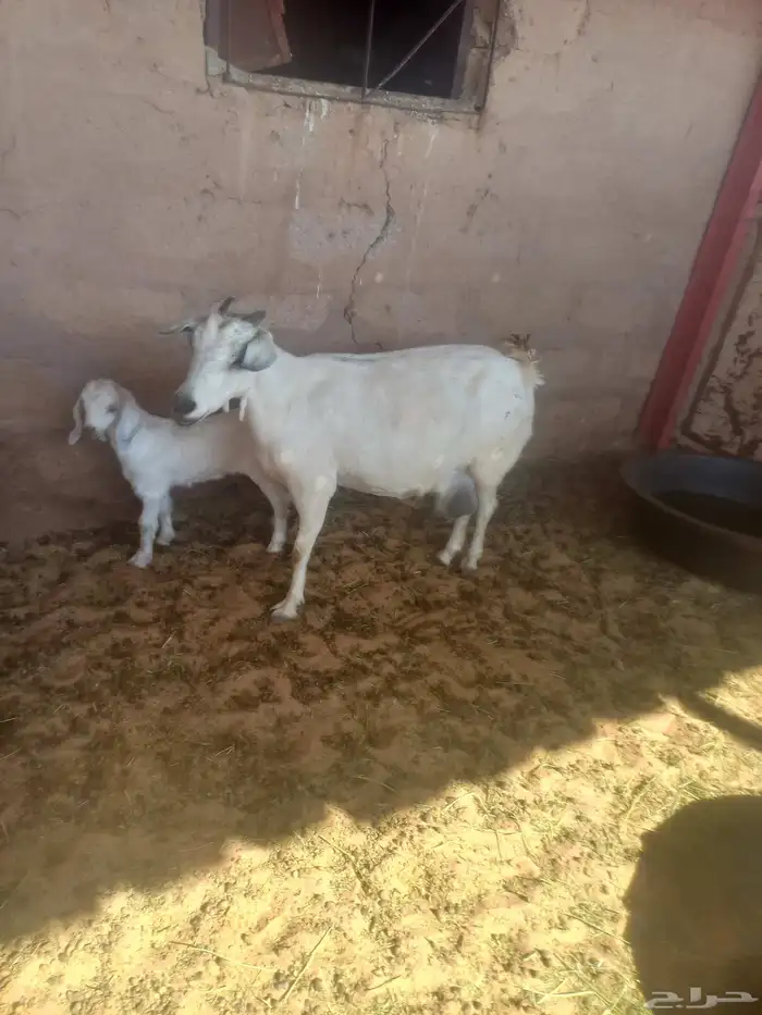 للبيع خرفان هجين برابر 1