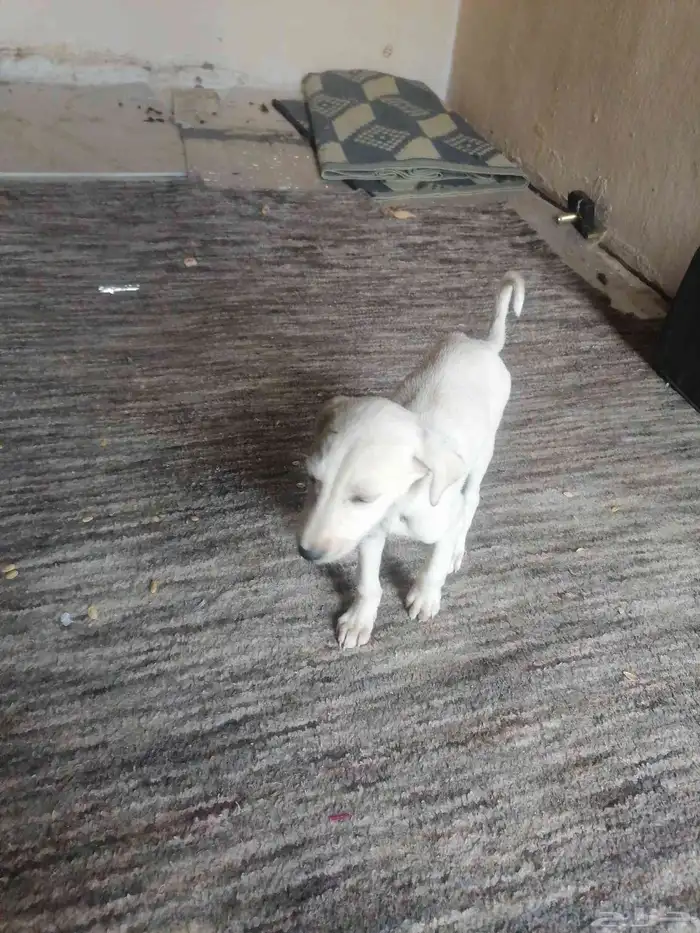 كلب سلوقي صقير الموقع بيشة مهر البيع 3