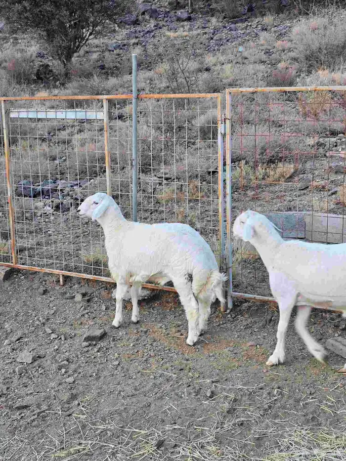 طليان حرية مع التوصيل 3