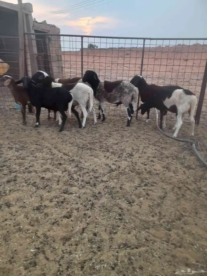 للبيع خرفان هجين برابر 6