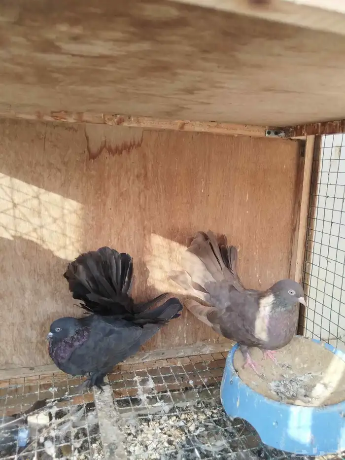 حمام للبيع 7