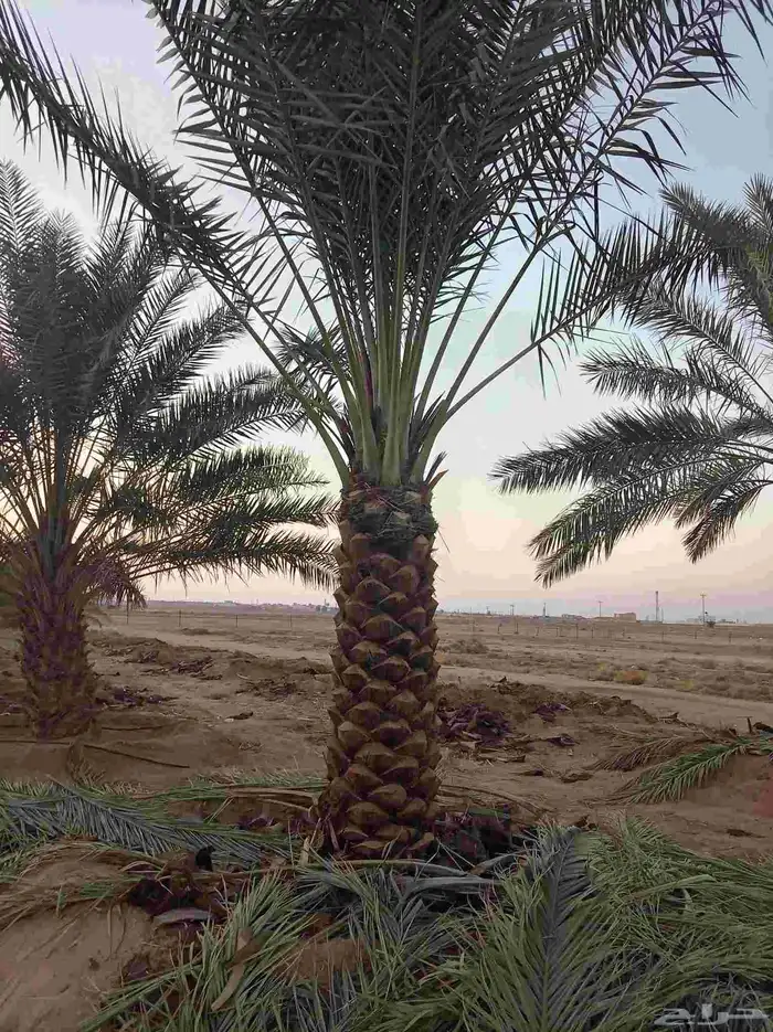 نخل للبيع بجميع انواعه 6