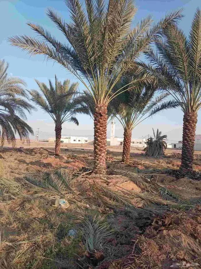 نخل للبيع بجميع انواعه 7