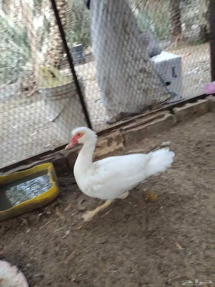 بطة أنثى_الطرف. 0