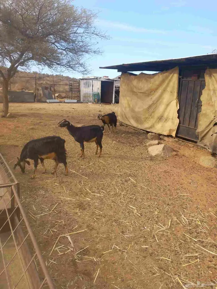 معزا للبيع 1