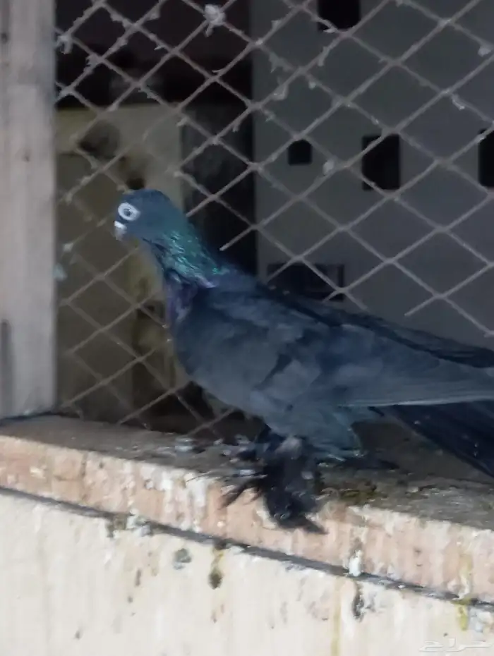 المنطقه الشرقيه سيهات 6