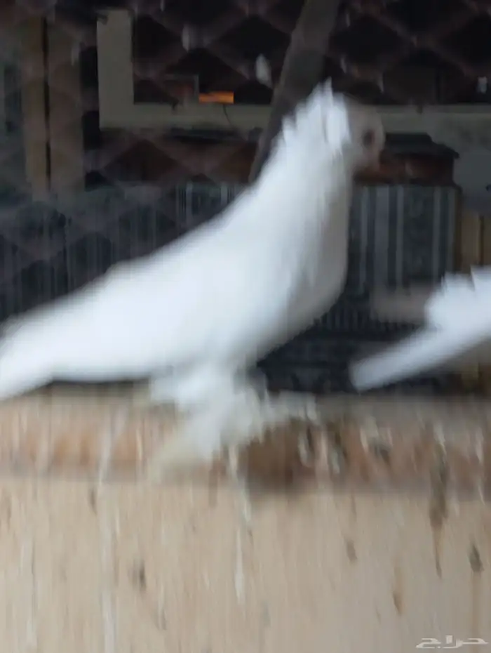 المنطقه الشرقيه سيهات 4