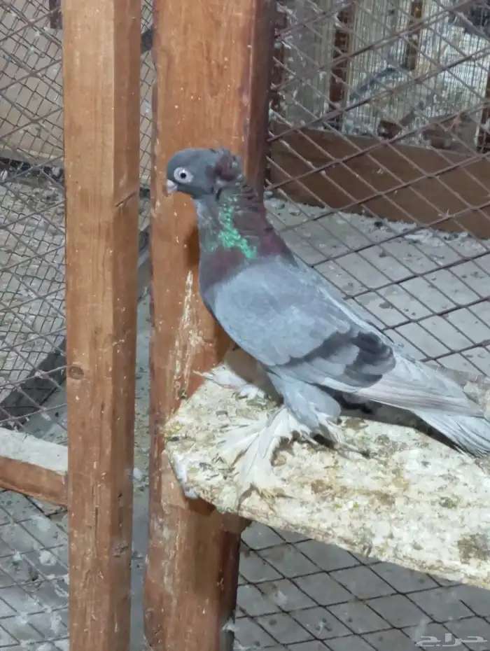 المنطقه الشرقيه سيهات 8