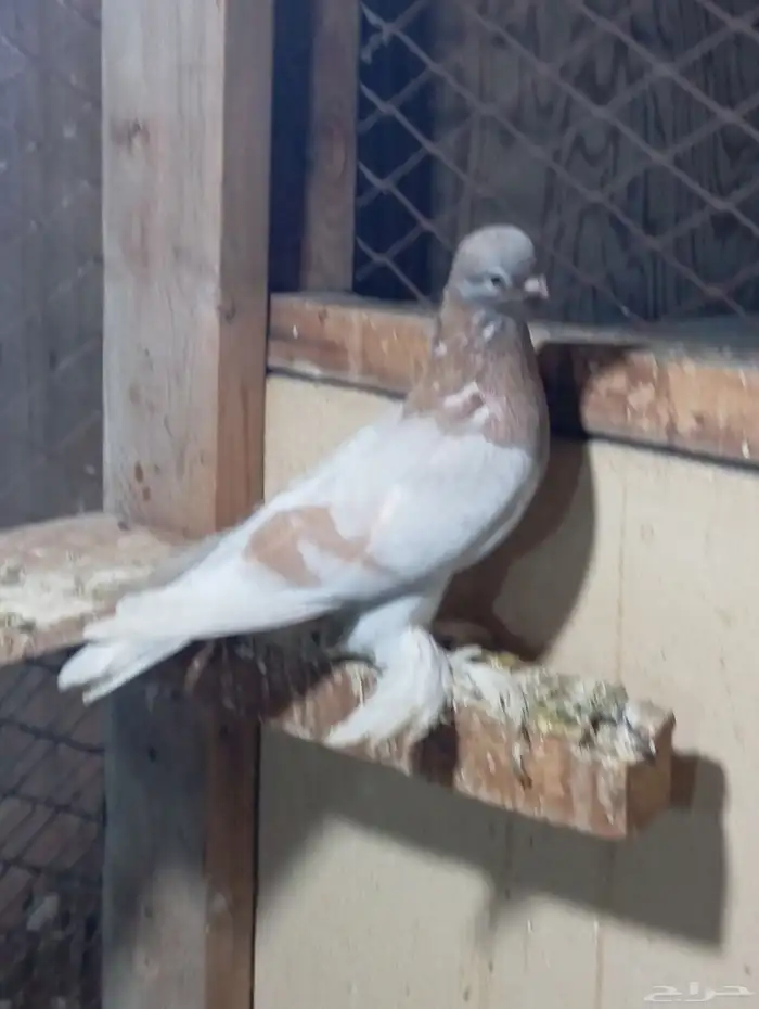 المنطقه الشرقيه سيهات 0