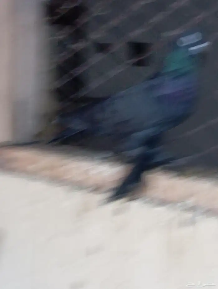 المنطقه الشرقيه سيهات 3