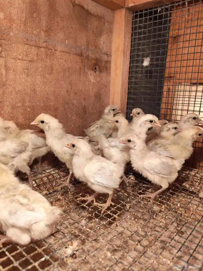 صيصان فيومي 0