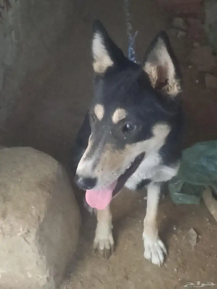 أنثى كلب جيرمن شيبرد 3