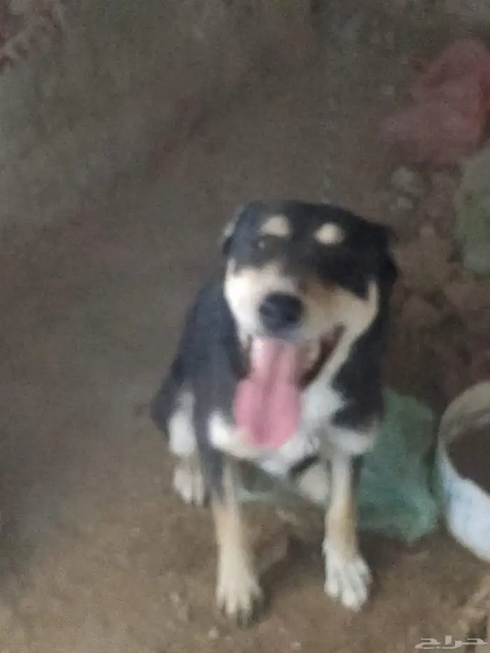 أنثى كلب جيرمن شيبرد 4