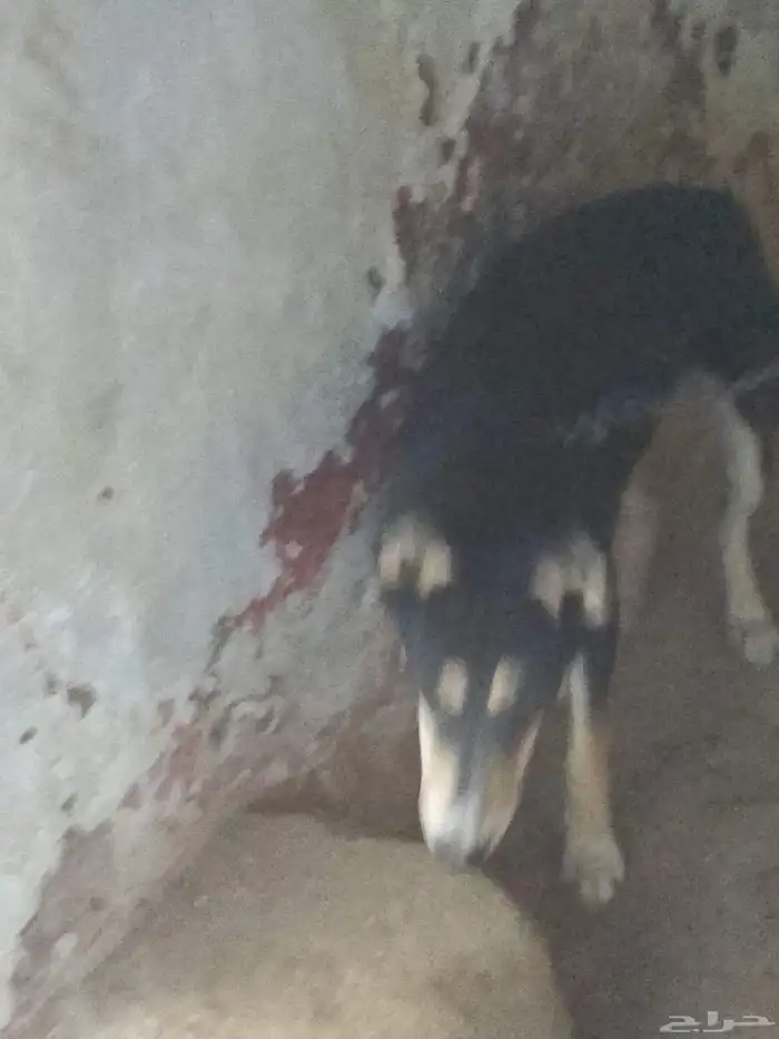 أنثى كلب جيرمن شيبرد 1