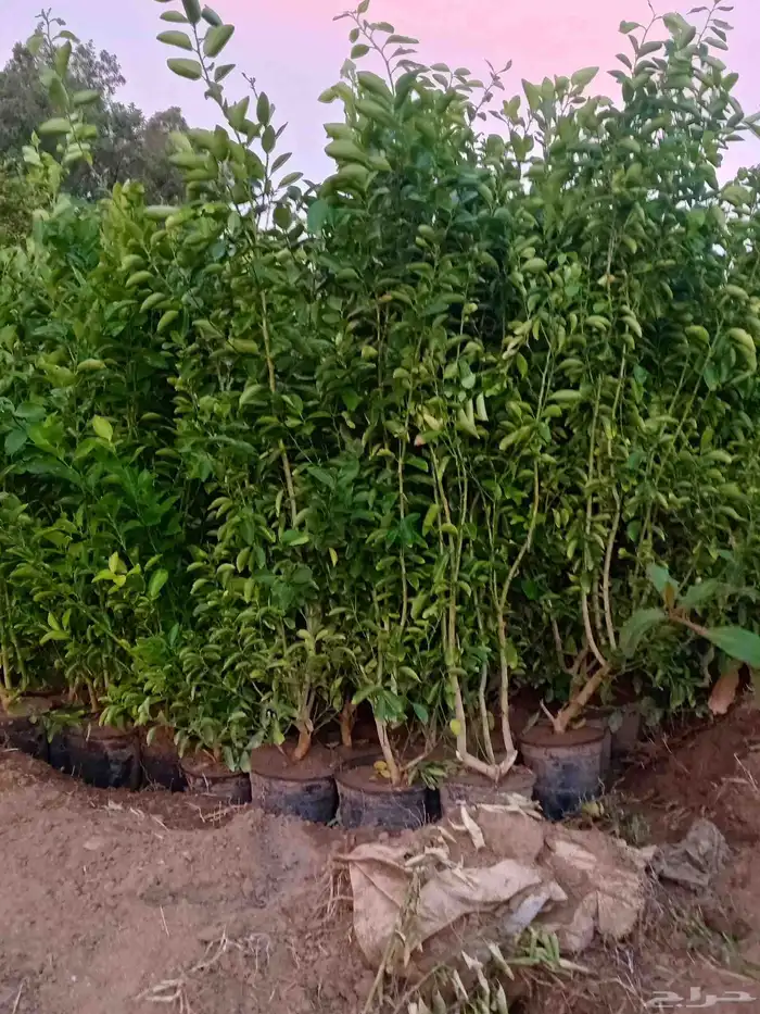 الجميع أصناف المانجو 1