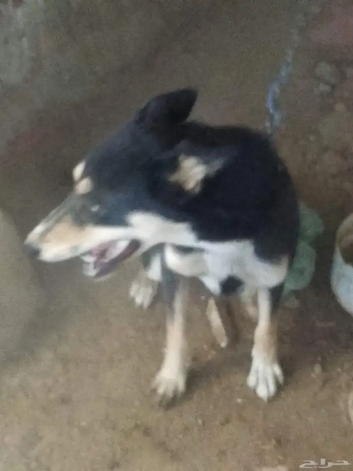 أنثى كلب جيرمن شيبرد 0