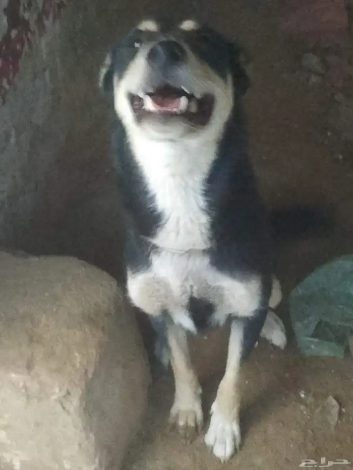 أنثى كلب جيرمن شيبرد 2