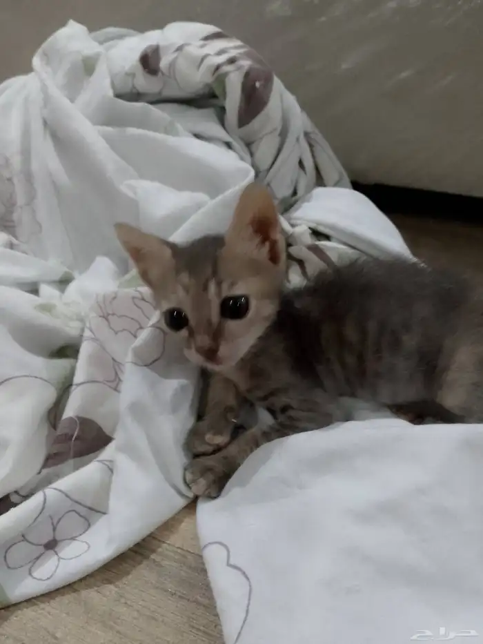 كتن مهجن من ام شيرازيه واب بلدي للتبني 2