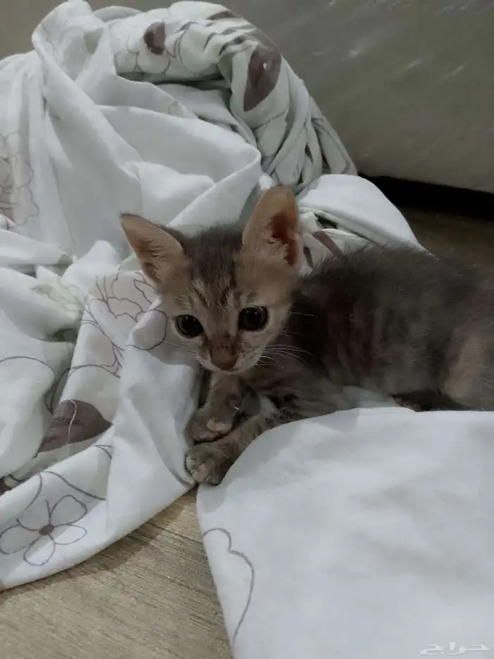 كتن مهجن من ام شيرازيه واب بلدي للتبني 1