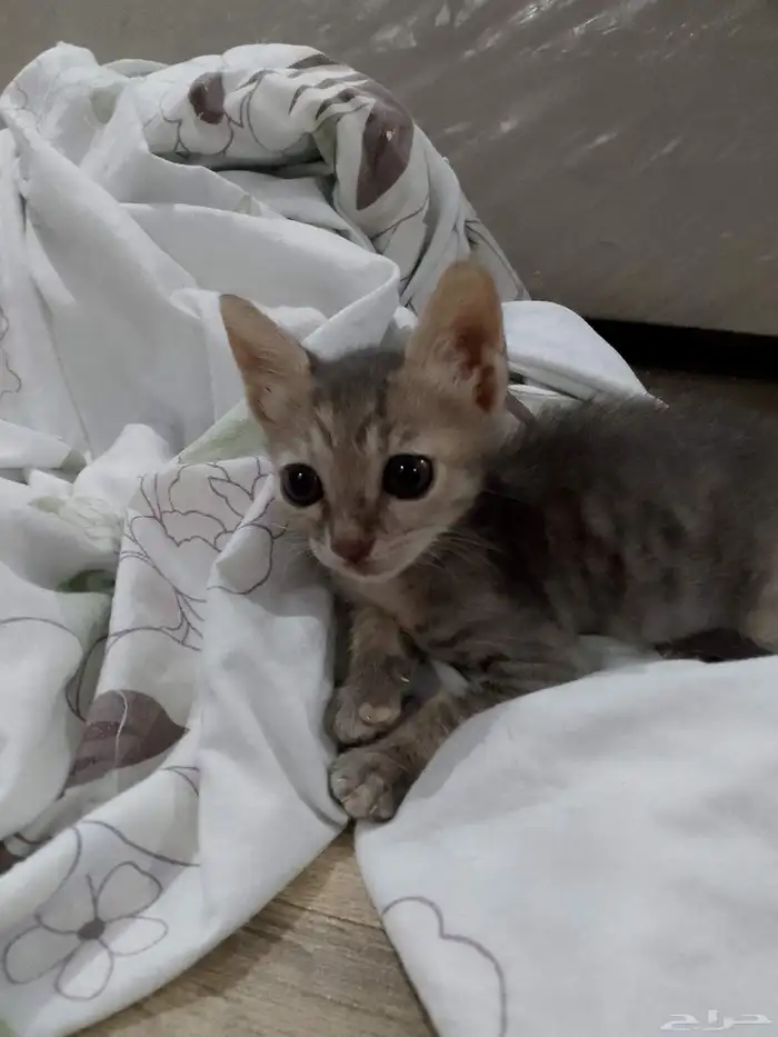 كتن مهجن من ام شيرازيه واب بلدي للتبني 0