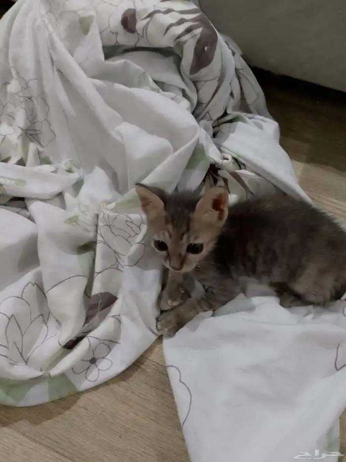 كتن مهجن من ام شيرازيه واب بلدي للتبني 3