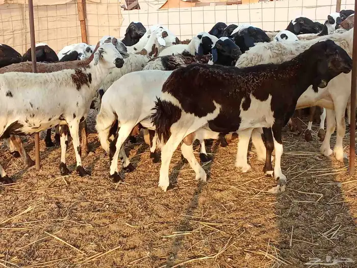 غنم مهجنه سوكنيه وحريه 1